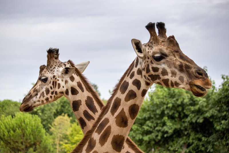 Giraffe image by Javygo Otyzpn Two giraffes at the zoo